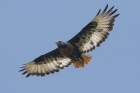 Jackal Buzzard by Mick Dryden