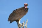 Lappet-faced Vulture by Mick Dryden