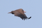 Lappet faced Vulture by Mick Dryden