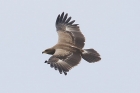 Lesser Spotted Eagle by Mick Dryden