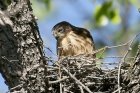 Little Sparrowhawk by Mick Dryden