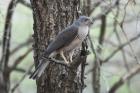 Little Sparrowhawk by Mick Dryden