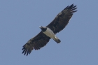 Martial Eagle by Mick Dryden