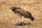 Martial Eagle by Mick Dryden