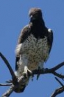 Martial Eagle by Mick Dryden