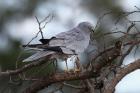 Montagu's Harrier by Mick Dryden