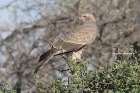 Pale chanting Goshawk by Mick Dryden