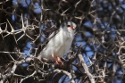 Pygmy Falcon by Mick Dryden