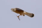 Rock Kestrel by Mick Dryden