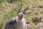 Secretarybird by Mick Dryden