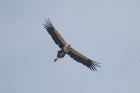 Secretarybird by Mick Dryden