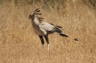 Secretary Bird by Mick Dryden