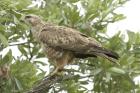 Steppe Buzzard by Mick Dryden Steppe Buzzard by Mick Dryden