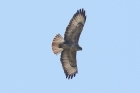 Steppe Buzzard by Mick Dryden