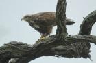 Steppe Eagle by Mick Dryden