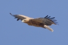 Tawny Eagle by Mick Dryden