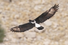 Verreaux Eagle by Mick Dryden