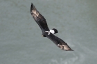 Verreaux Eagle by Mick Dryden