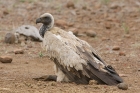 White backed Vulture by Mick Dryden