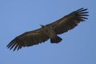 White-backed Vulture by Mick Dryden