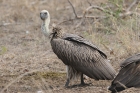 White backed Vulture by Mick Dryden