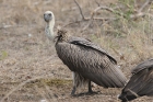 White backed Vulture by Mick Dryden White backed Vulture by Mick Dryden