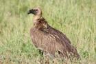 White-backed Vulture by Mick Dryden