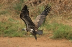 White-backed Vulture by Mick Dryden