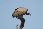 White-backed Vulture by Mick Dryden White-backed Vulture by Mick Dryden