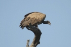 White-backed Vulture by Mick Dryden