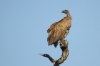 White-backed Vulture by Mick Dryden