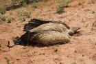 White-backed Vulture by Mick Dryden