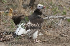 White headed Vulture by Mick Dryden