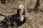 White headed Vulture by Mick Dryden White headed Vulture by Mick Dryden