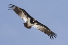 White headed Vulture by Mick Dryden White headed Vulture by Mick Dryden