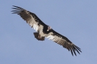 White headed Vulture by Mick Dryden