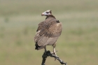 White headed Vulture by Mick Dryden