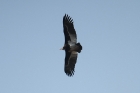 White-headed Vulture by Mick Dryden White-headed Vulture by Mick Dryden