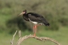 Abdims Stork by Mick Dryden