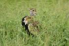 Black-bellied Bustard by Mick Dryden