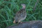 Crested Francolin by Mick Dryden
