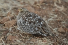 Double-banded Sandgrouse by Mick Dryden