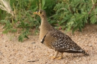 Double banded Sandgrouse by Mick Dryden