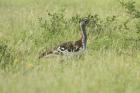Denham's Bustard by Mick Dryden