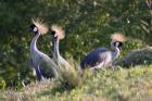 Grey-crowned Crane by Mick Dryden