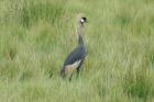 Grey-crowned Crane by Mick Dryden