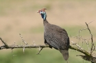 Helmeted Guineafowl by Mick Dryden