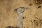 Kori Bustard by Mick Dryden