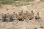 Namaqua Sandgrouse by Mick Dryden