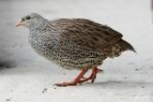 Natal Francolin by Mick Dryden